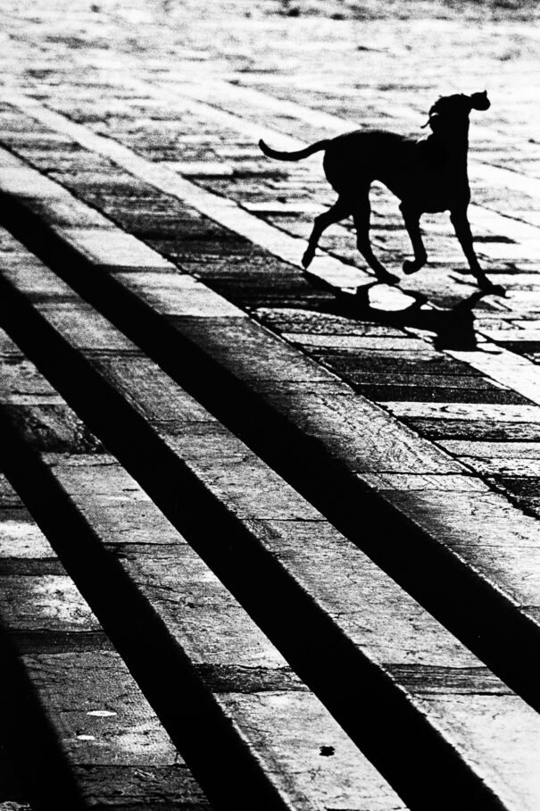 Veni, Vidi, Venice 8